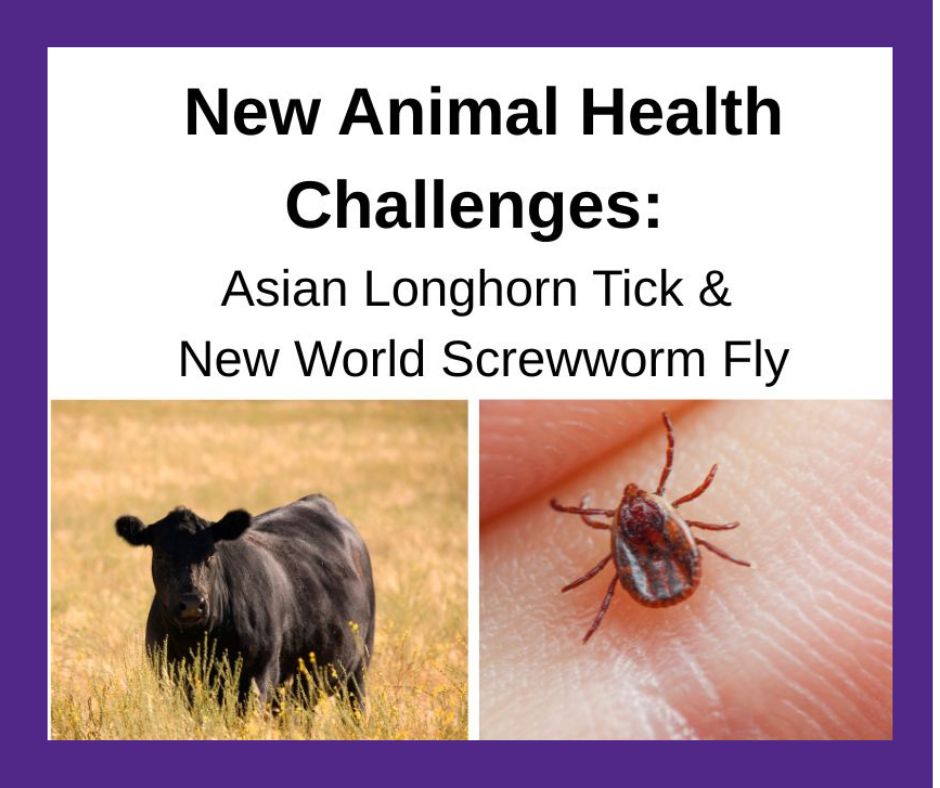 Tick and fly graphic